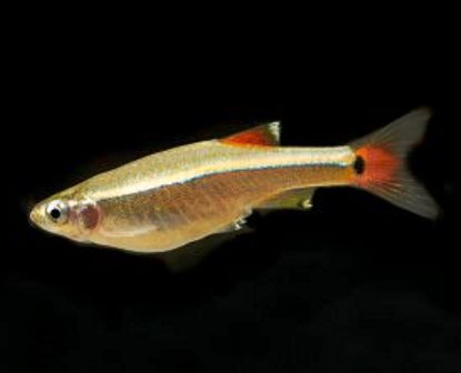 WHITE CLOUD TETRA - QUANTITY OF 12